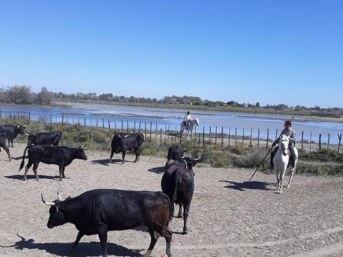 cestování s Morelem