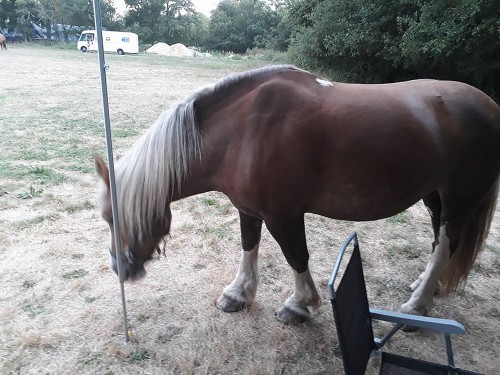 cestování s Morelem